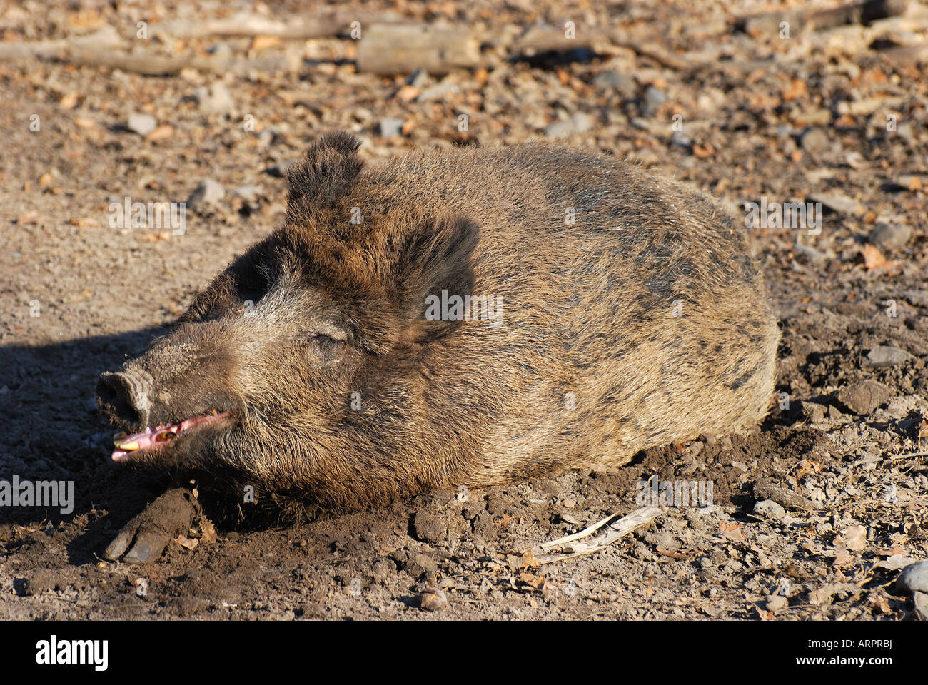 Hog wild Foto Stock