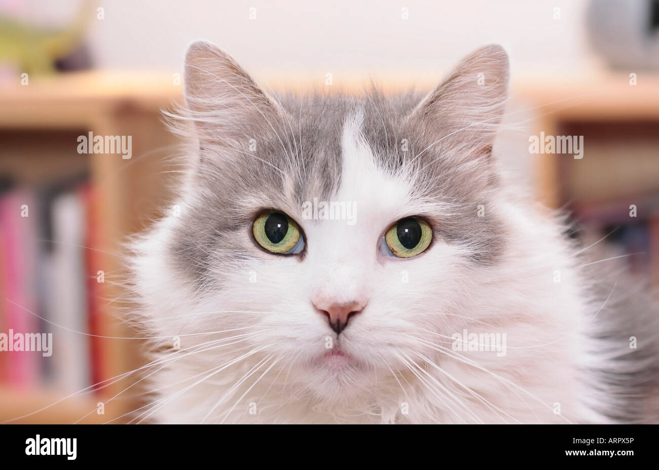 Gran birichino grigio e bianco cat (felis catus) di guardare direttamente la fotocamera Foto Stock