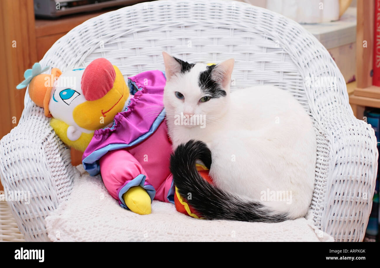 Giovani gatto domestico arricciato su bianco vimini sedia accanto a toy clown Foto Stock