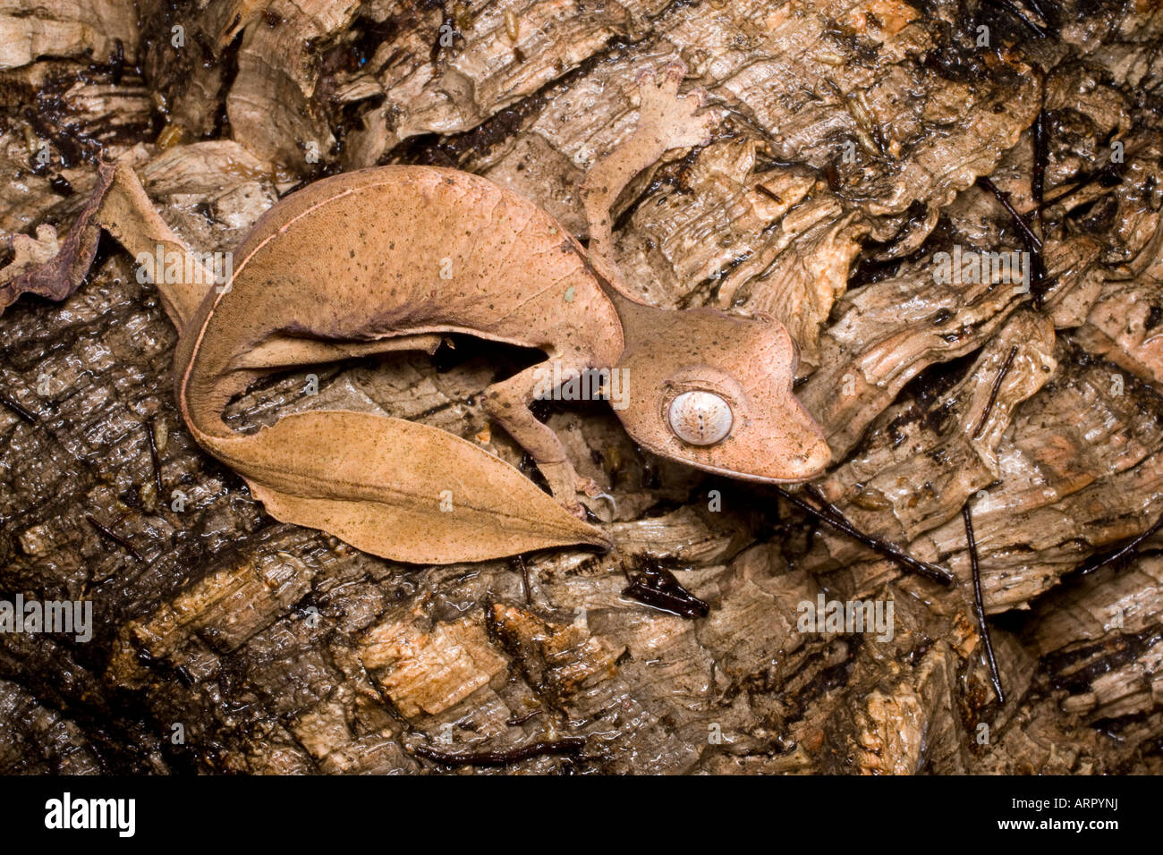 Coda di foglia gecko (Uroplatus sp.), Madagascar Foto Stock