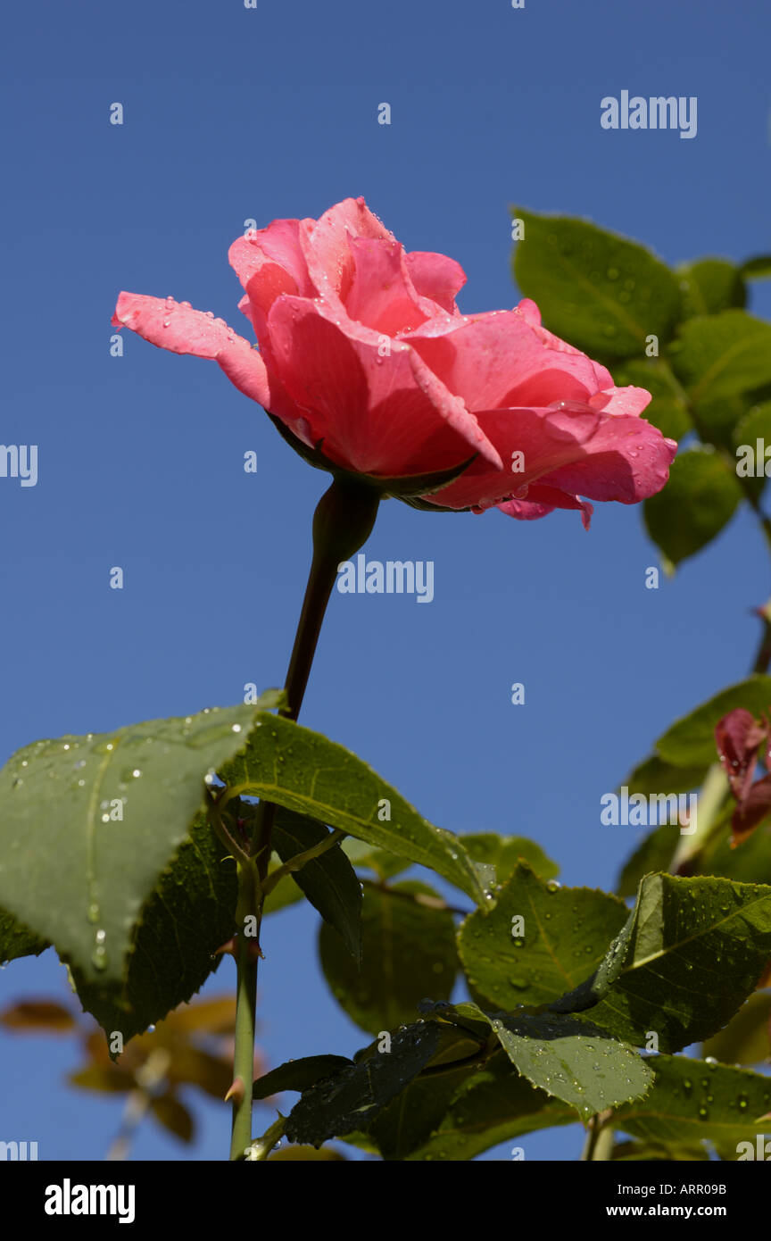 Scende su di una rosa dopo una doccia a pioggia Foto Stock