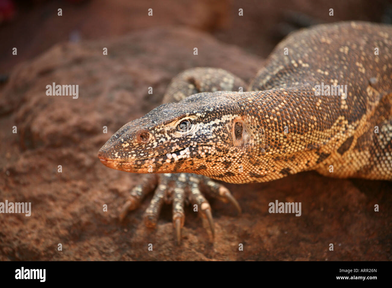 Monitor del Nilo vicino fino Foto Stock