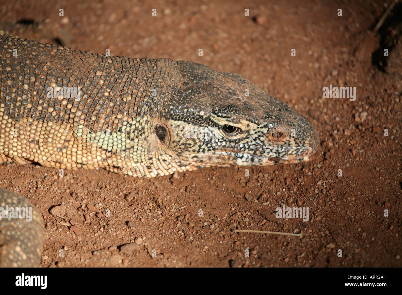 Monitor del Nilo vicino fino Foto Stock