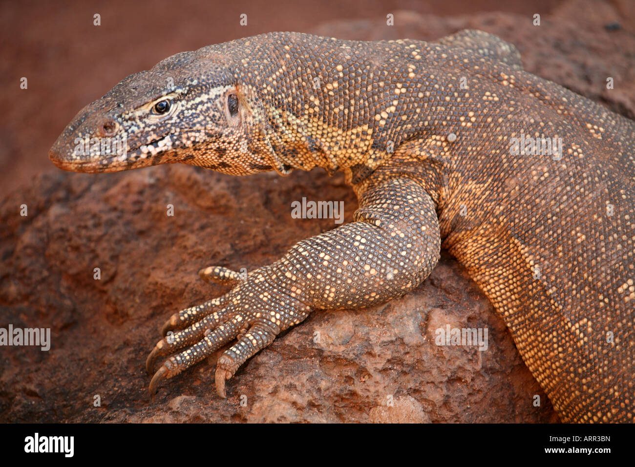 Monitor del Nilo vicino fino Foto Stock