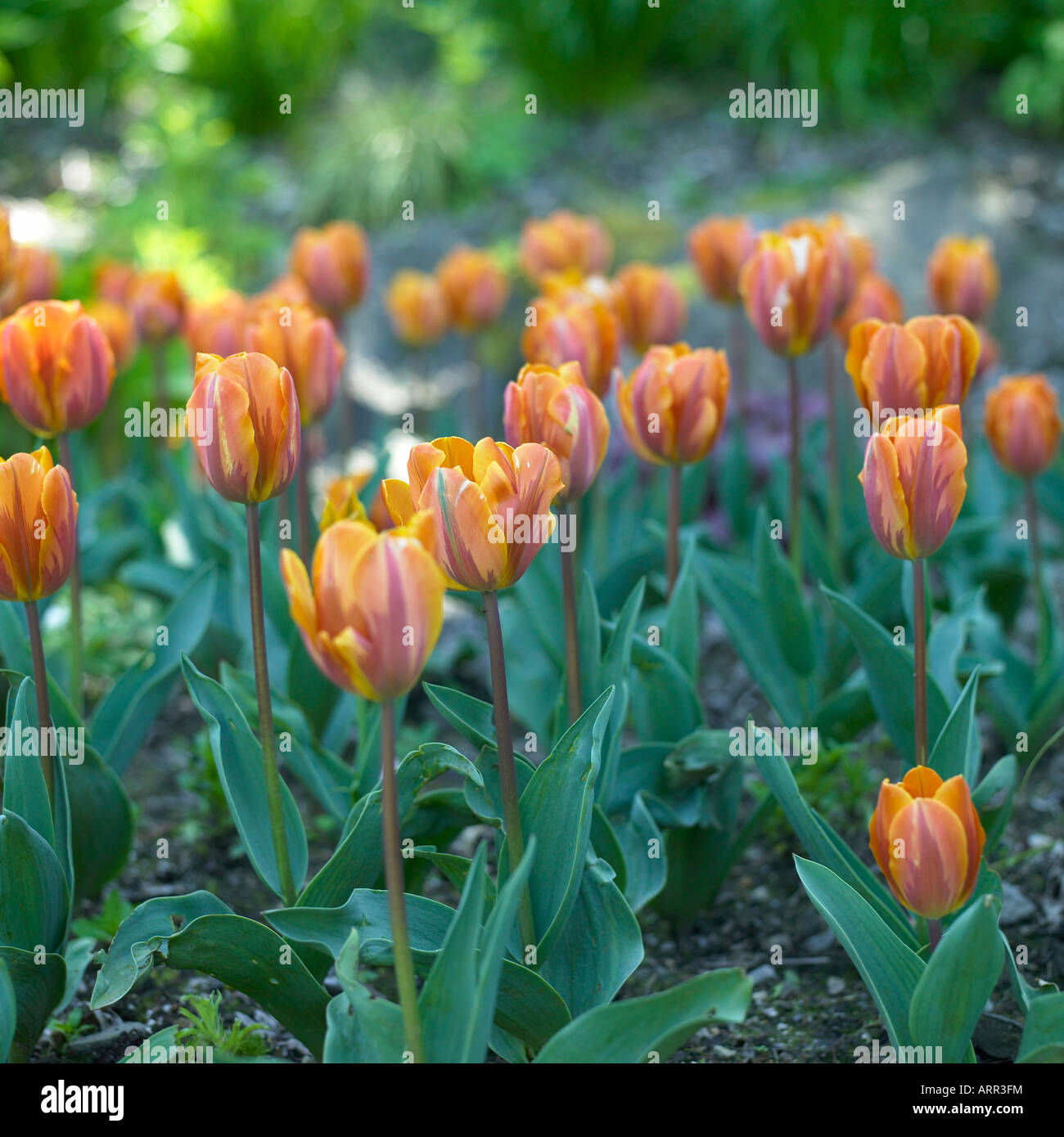 Tulipani arancioni Foto Stock
