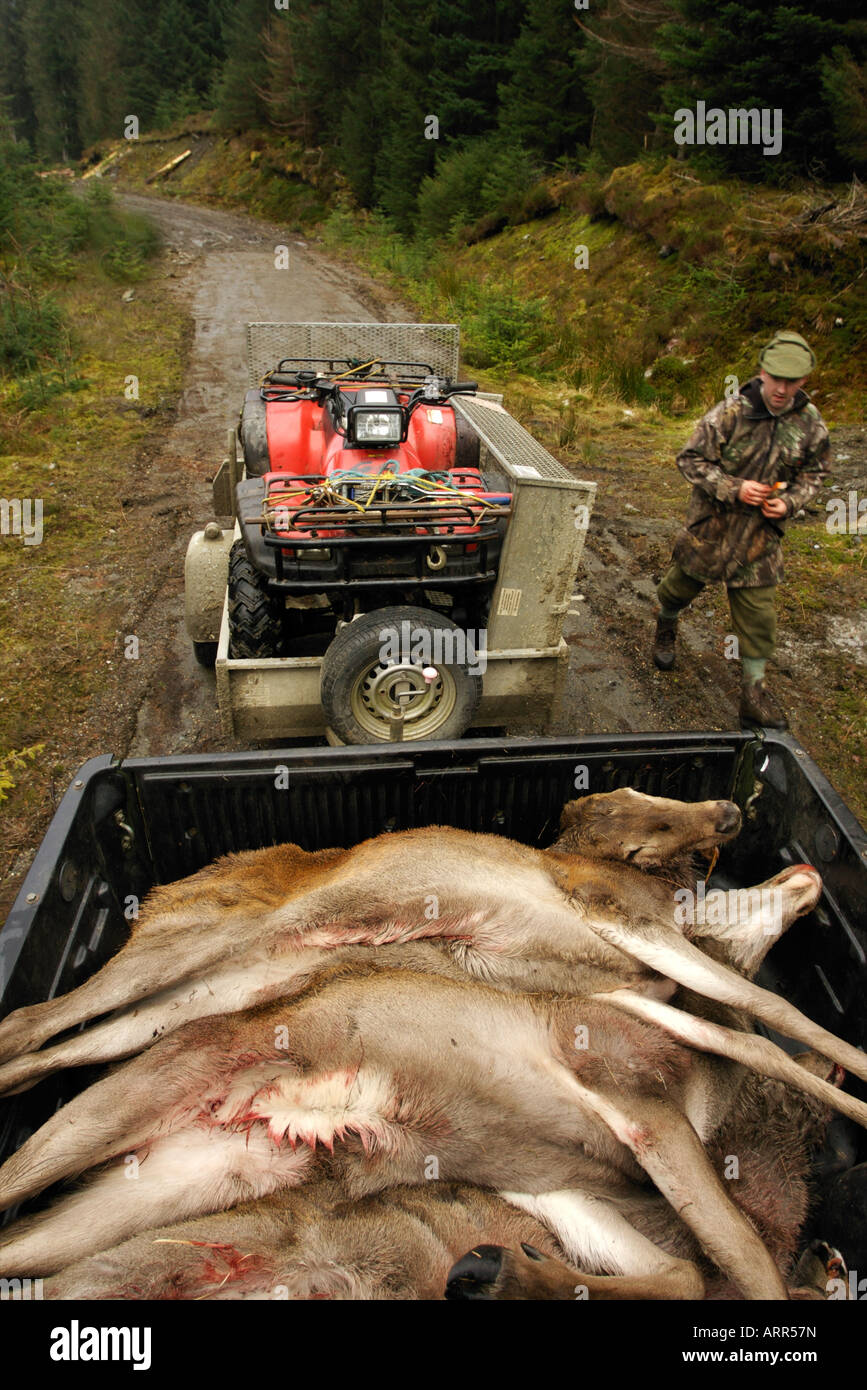Deer caricato su un pick-up e pronto per andare alla dispensa Foto Stock