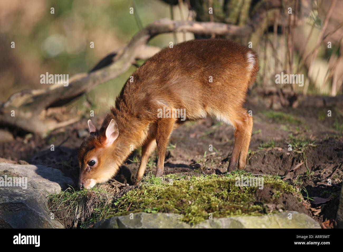 Reeves (o cinese) muntjac infant - Muntiacus reevesi Foto Stock