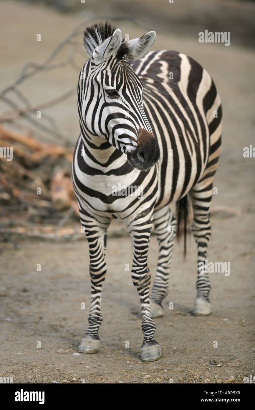 Zebra closeup - Equus zebra zebra Foto Stock