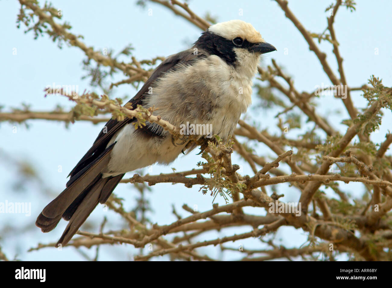 Northern White-Crowned Shrike Foto Stock