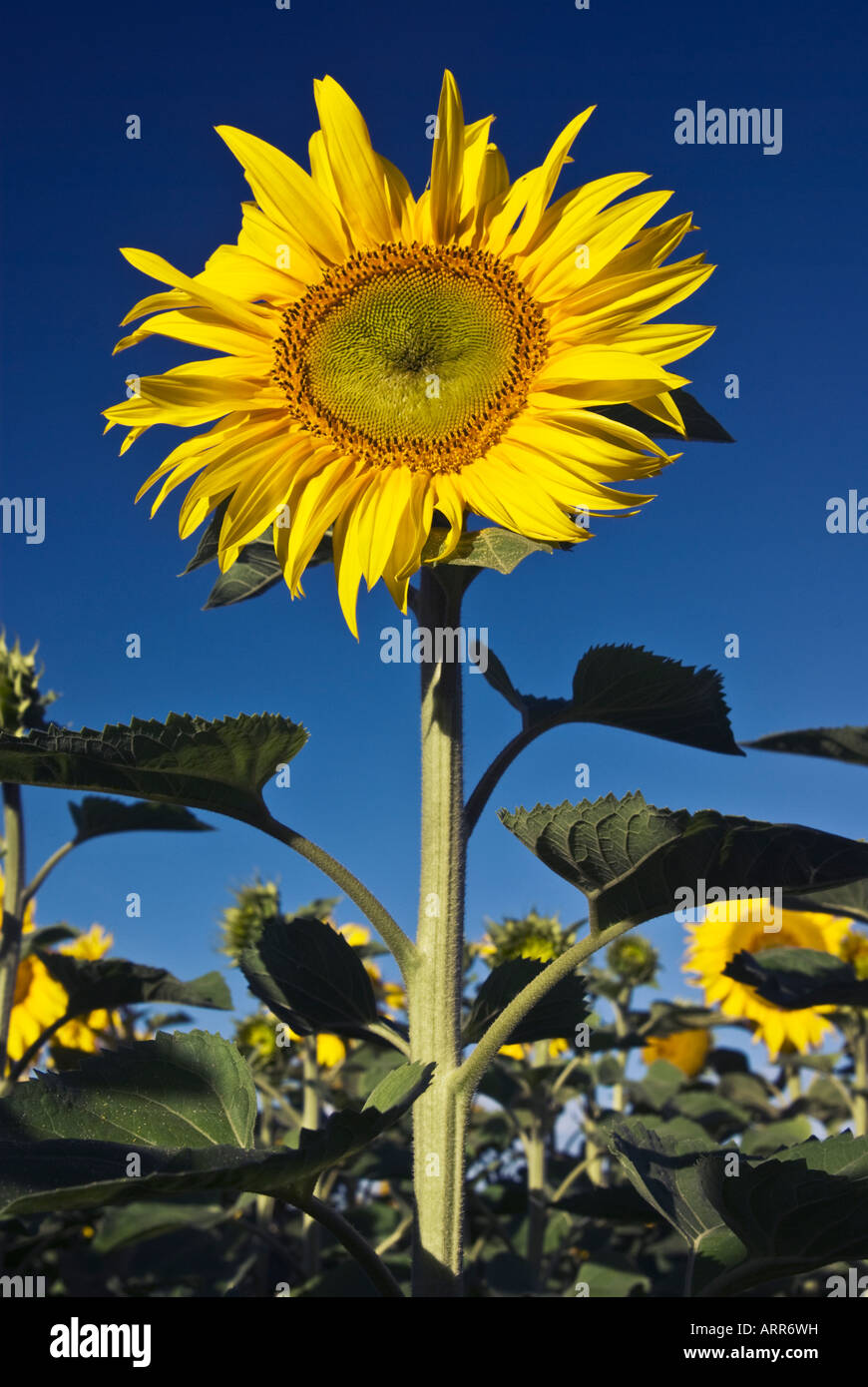 Un girasole in un campo di loro vicino a Oamaru, Otago, Nuova Zelanda Foto Stock