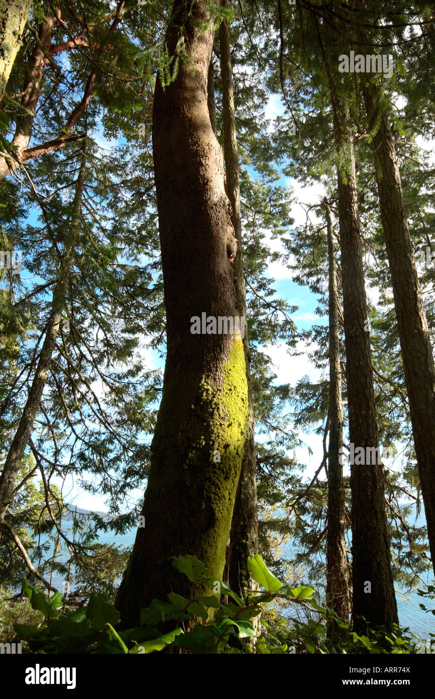 alberi di cedro Foto Stock