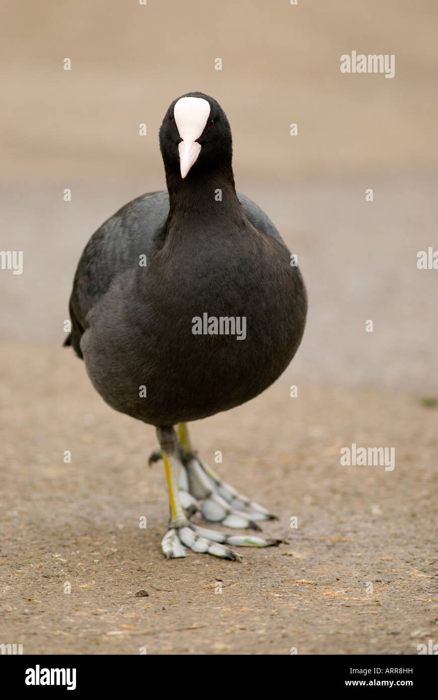 La folaga fulica atra Foto Stock