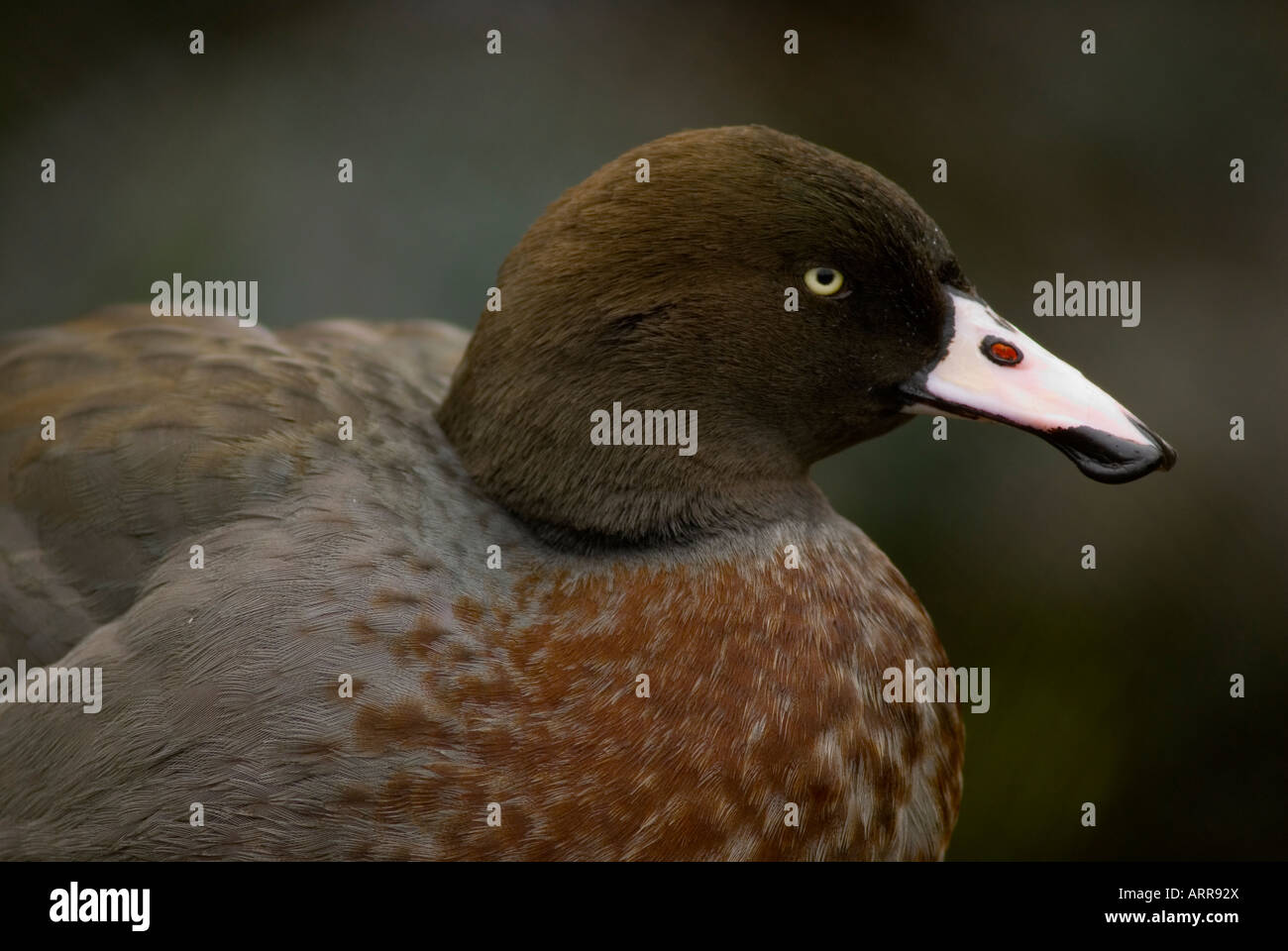 BLUE DUCK Hymenolaimus malacorhynchos Foto Stock