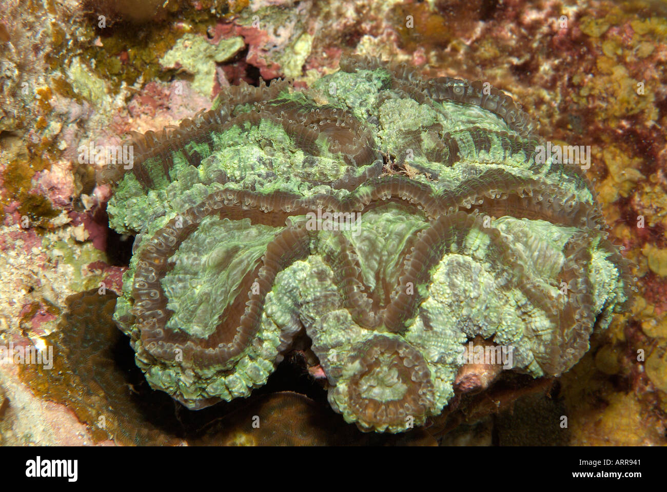La vita marina nel Golfo del Messico increspata Cactus Coral Foto Stock