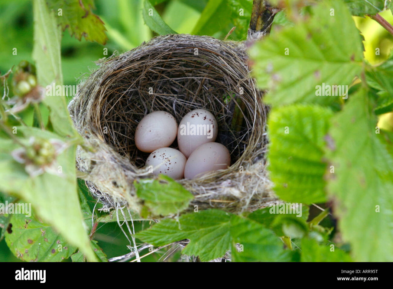 Willow Flycatcher Nest Foto Stock