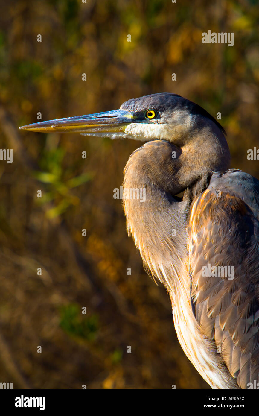 Airone blu Ardea erodiade Canyon Lake Riverside County in California negli Stati Uniti Foto Stock