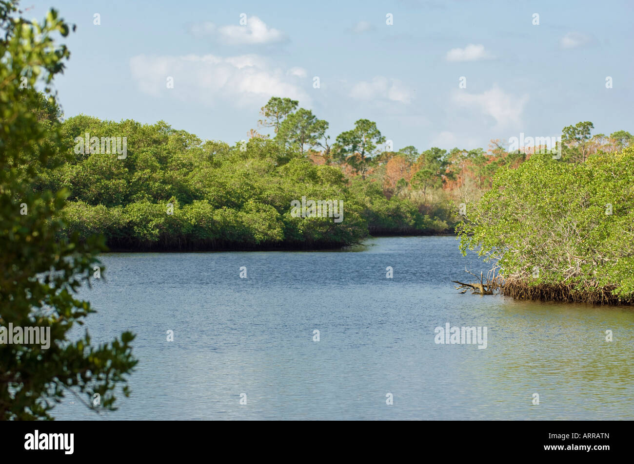 Jonathan Dickinson State Park e il fiume Loxahatchee Hobe Sound Florida mangrovie palme tropical per via navigabile Foto Stock