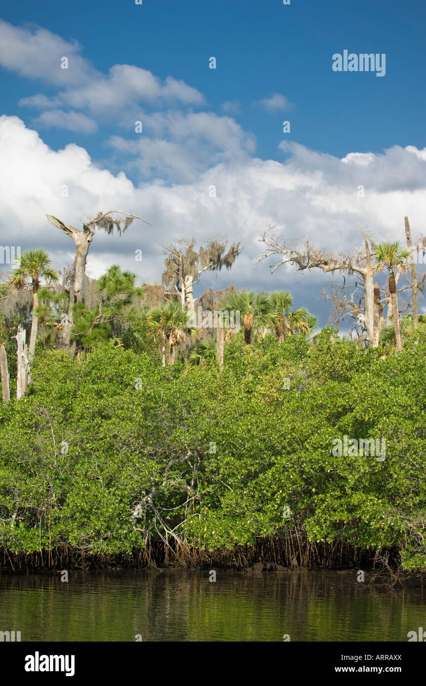 Jonathan Dickinson State Park e il fiume Loxahatchee Hobe Sound Florida mangrovie palme tropical per via navigabile Foto Stock