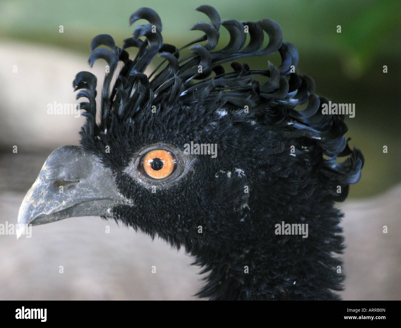 Curasoow vicino venezuela Foto Stock