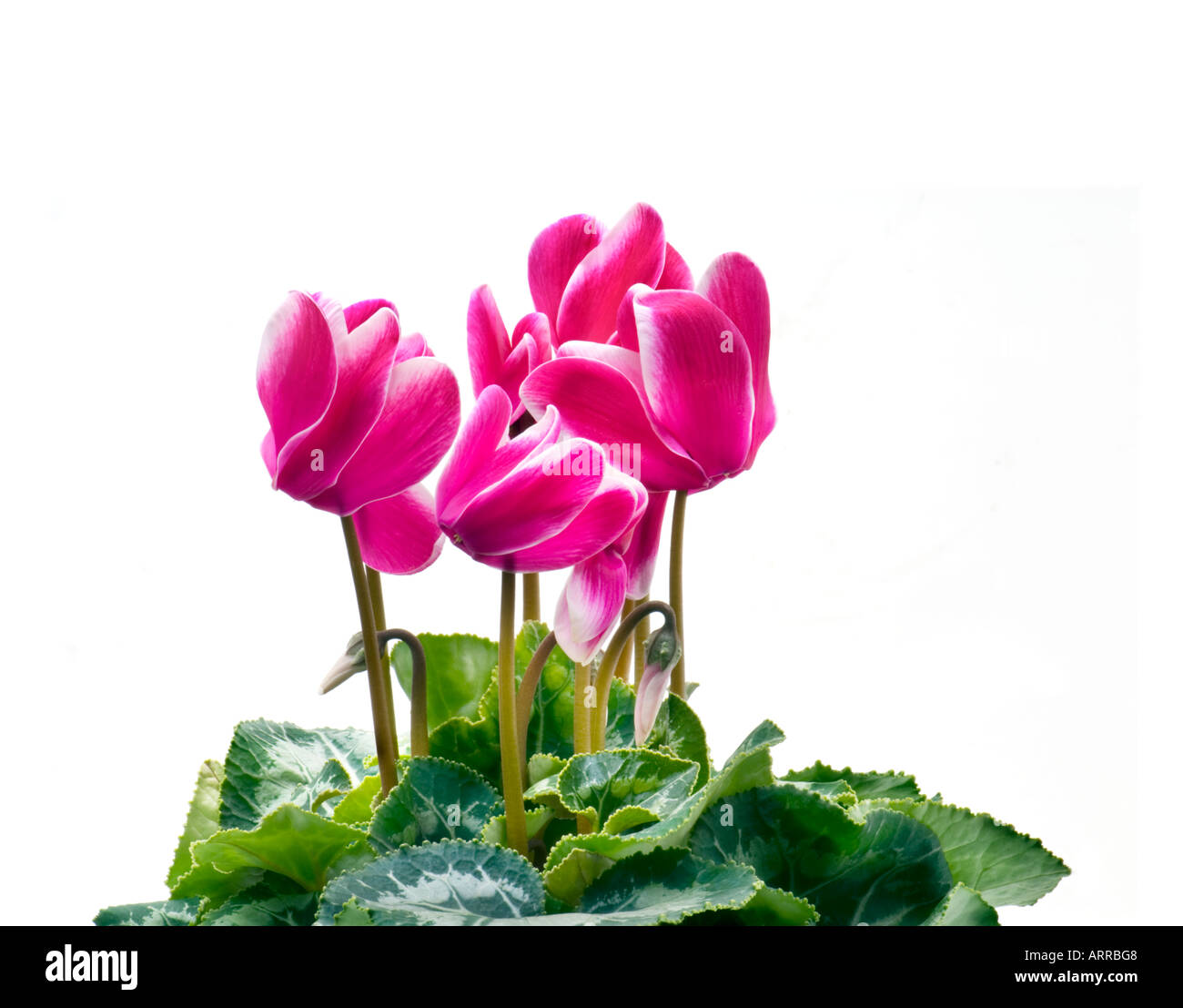 Pianta in vaso Primulaceae Cyclamen persicum nuova sorta ciclamino fantasia rosa scuro lila lilac bianco verde INTAGLIO Foto Stock