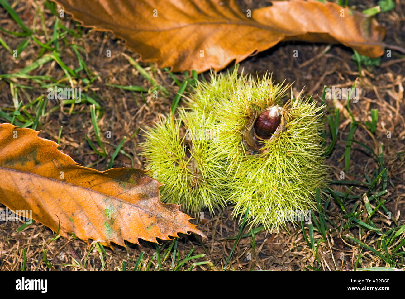 Caduto atmosferica castagne ancora vita stilllife cartolina di autunno Foto Stock