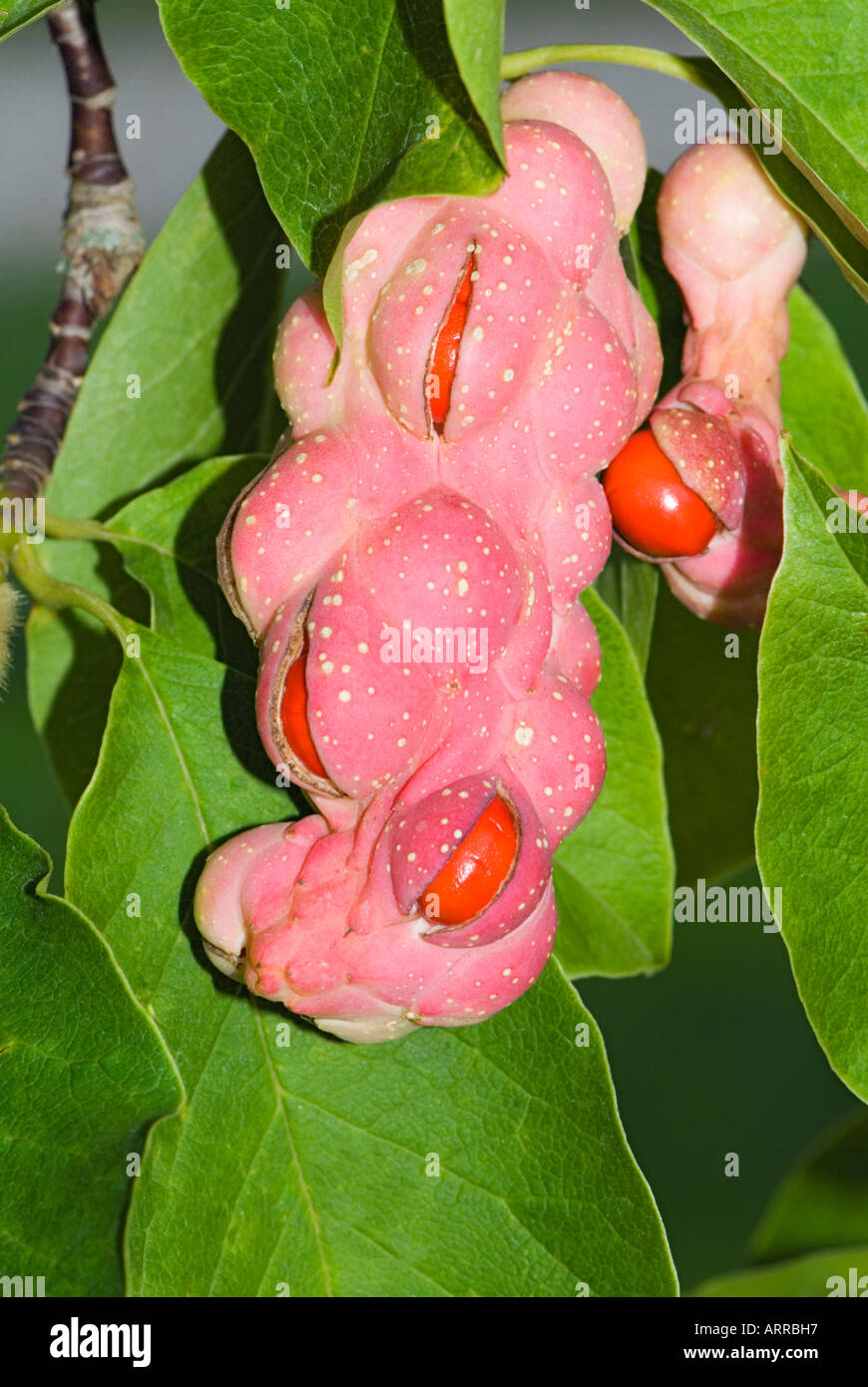 Frutto della MAGNOLIA SOULANGIANA anima bod s.o. asia Magnolie autunno seedhead seme head red rosa rosa arancione Foto Stock