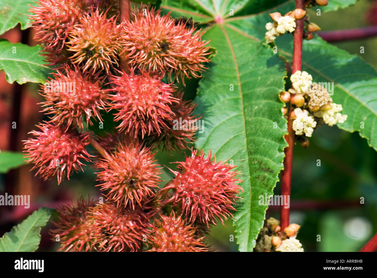 RICINUS communis L. EUPHORBIACEAE Rizinus Wunderbaum meraviglia tree wondertree africa tropic pianta tropicale Olio di ricino in africa Foto Stock