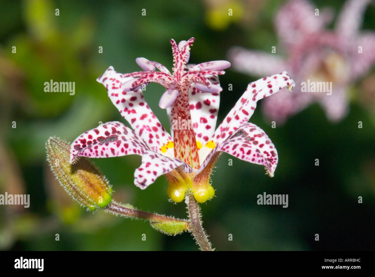 Toad Lily TRICYRTIS FORMOSANA CONVALLARIACEAE taiwan Foto Stock