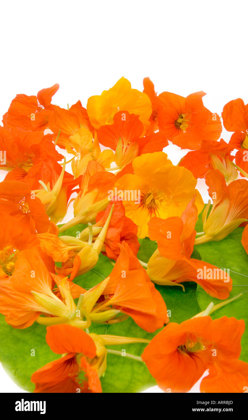 Fiori commestibili crescione Tropaeolum majus naso-naso Twister Twister nosetwister kapuzinerkresse kresse Foto Stock