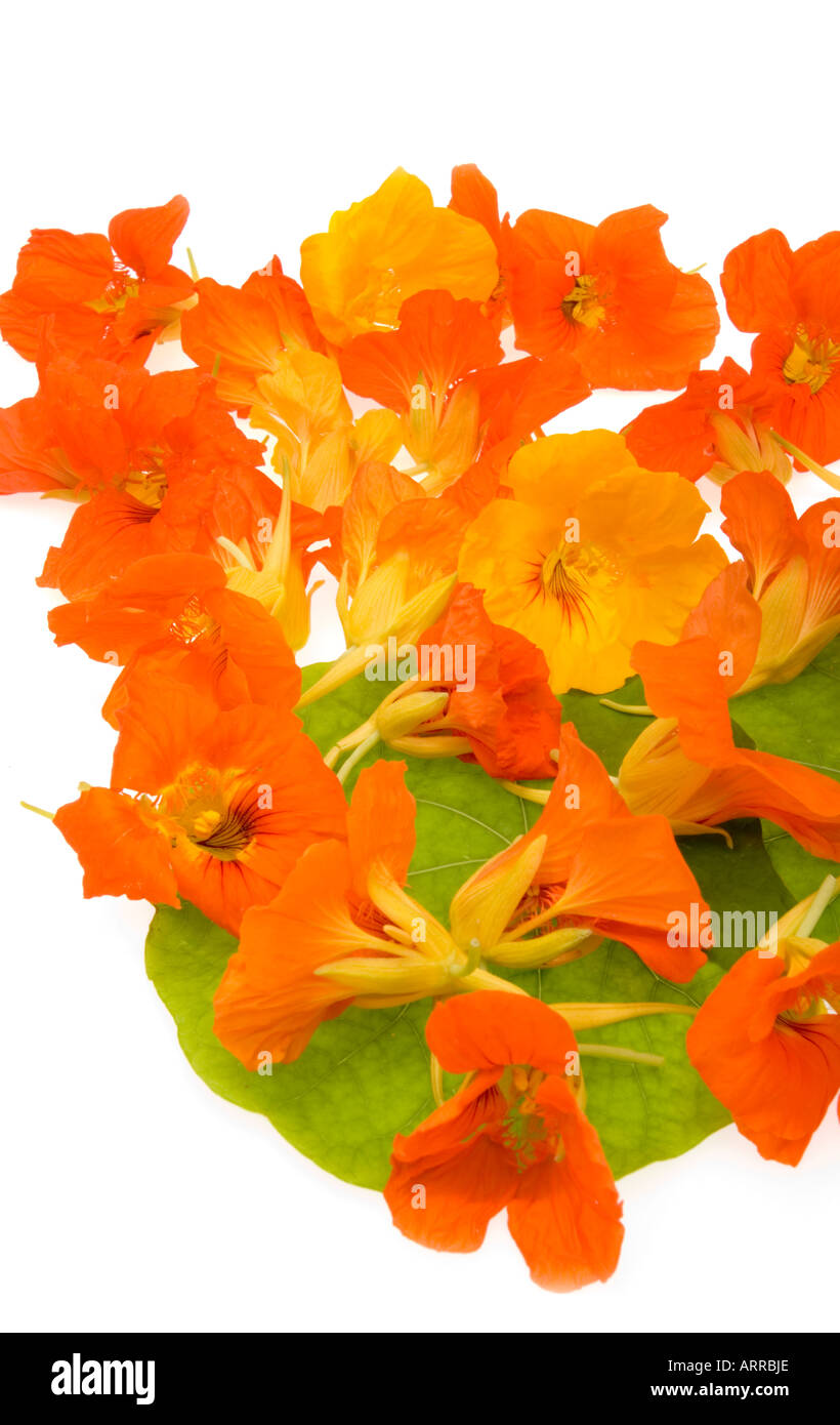 Fiori commestibili crescione Tropaeolum majus naso-naso Twister Twister nosetwister kapuzinerkresse kresse Foto Stock