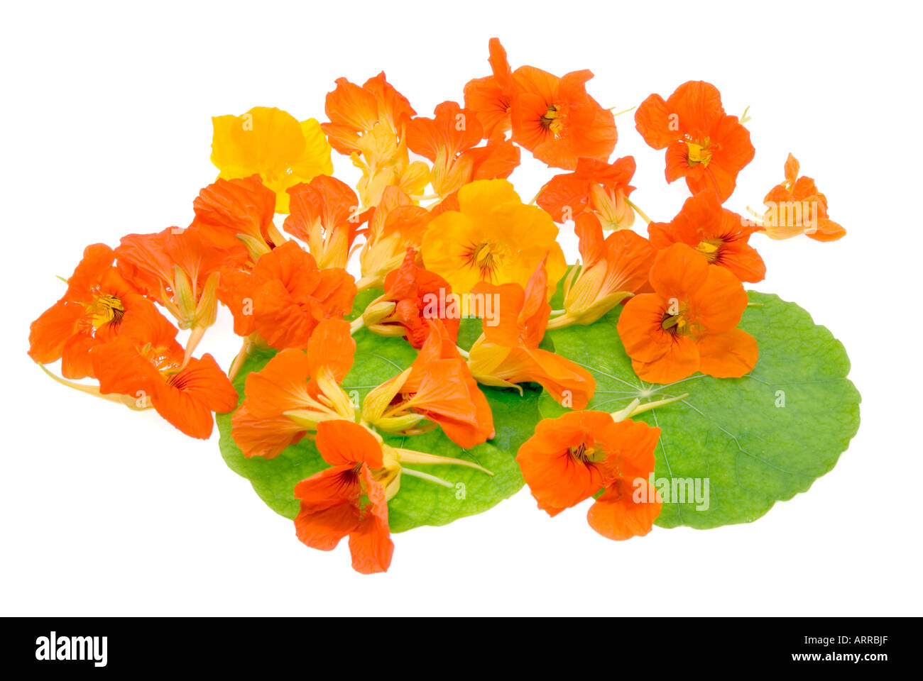 Fiori commestibili crescione Tropaeolum majus naso-naso Twister Twister nosetwister kapuzinerkresse kresse Foto Stock