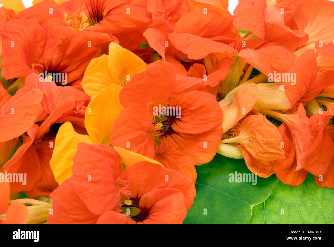 Fiori commestibili crescione Tropaeolum majus naso-naso Twister Twister nosetwister kapuzinerkresse kresse Foto Stock