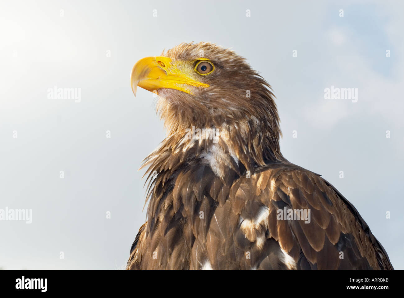 La poiana capo sud america eagle Foto Stock