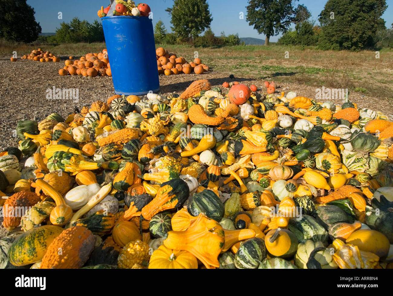 La vendita di zucca zucca zucca hokkaido et al campo agricolo contadino vendere venditore di massa del paesaggio Foto Stock
