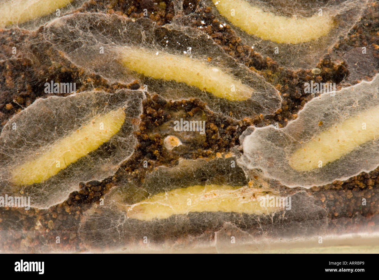 Indianmeal moth pasto indiano Plodia interpunctella stock store grub verme verme in un bicchiere pieno di erbe cocoon web Foto Stock