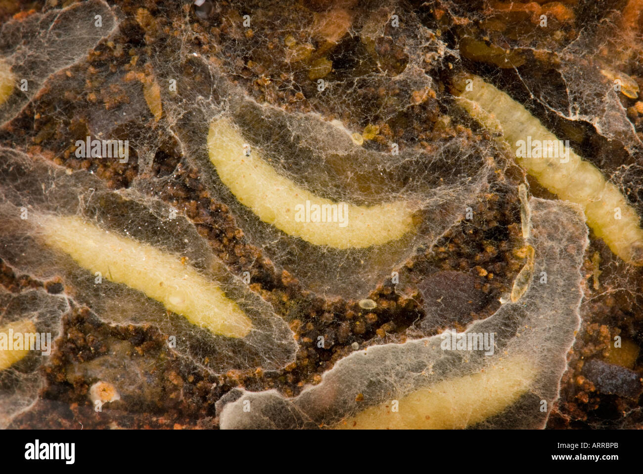Indianmeal moth pasto indiano Plodia interpunctella stock store grub verme verme in un bicchiere pieno di erbe cocoon web Foto Stock
