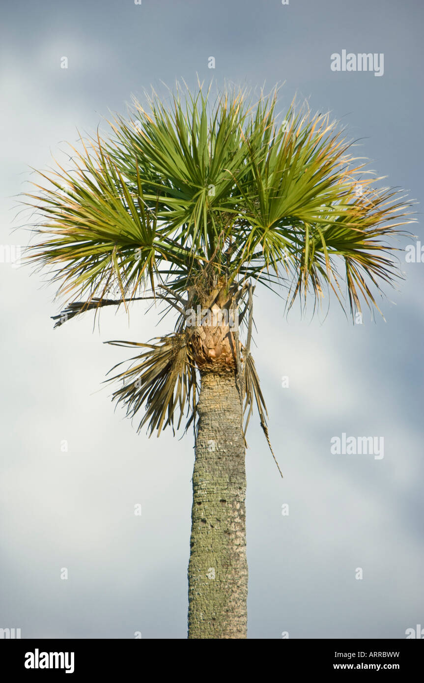 Jonathan Dickinson stato parco Palm tree tropical Hobe Sound Florida Foto Stock