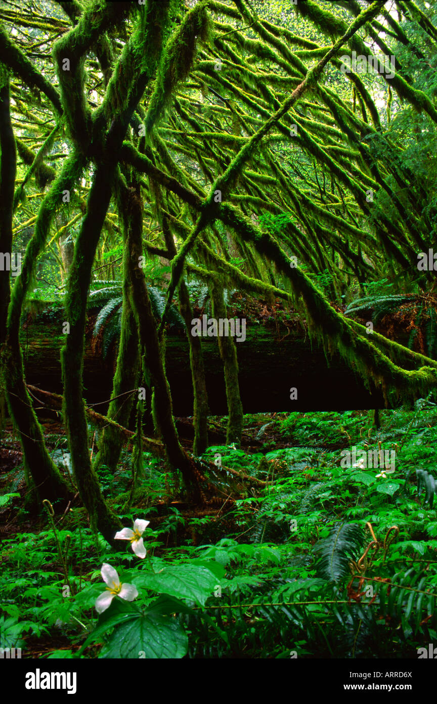 Mossy rami formano una cattedrale sopra il suolo della foresta e trillium piante, Tiger Mountain, nello Stato di Washington, USA Foto Stock