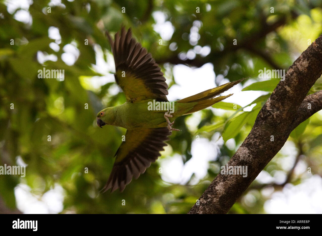 Un volo del pappagallo Foto Stock