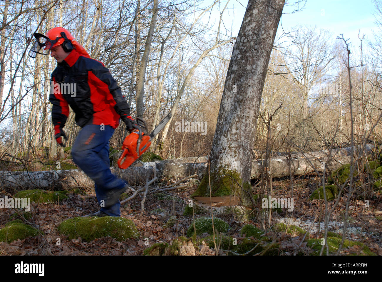 Lavoratore di foresta e di un albero che cade verso il basso Foto Stock