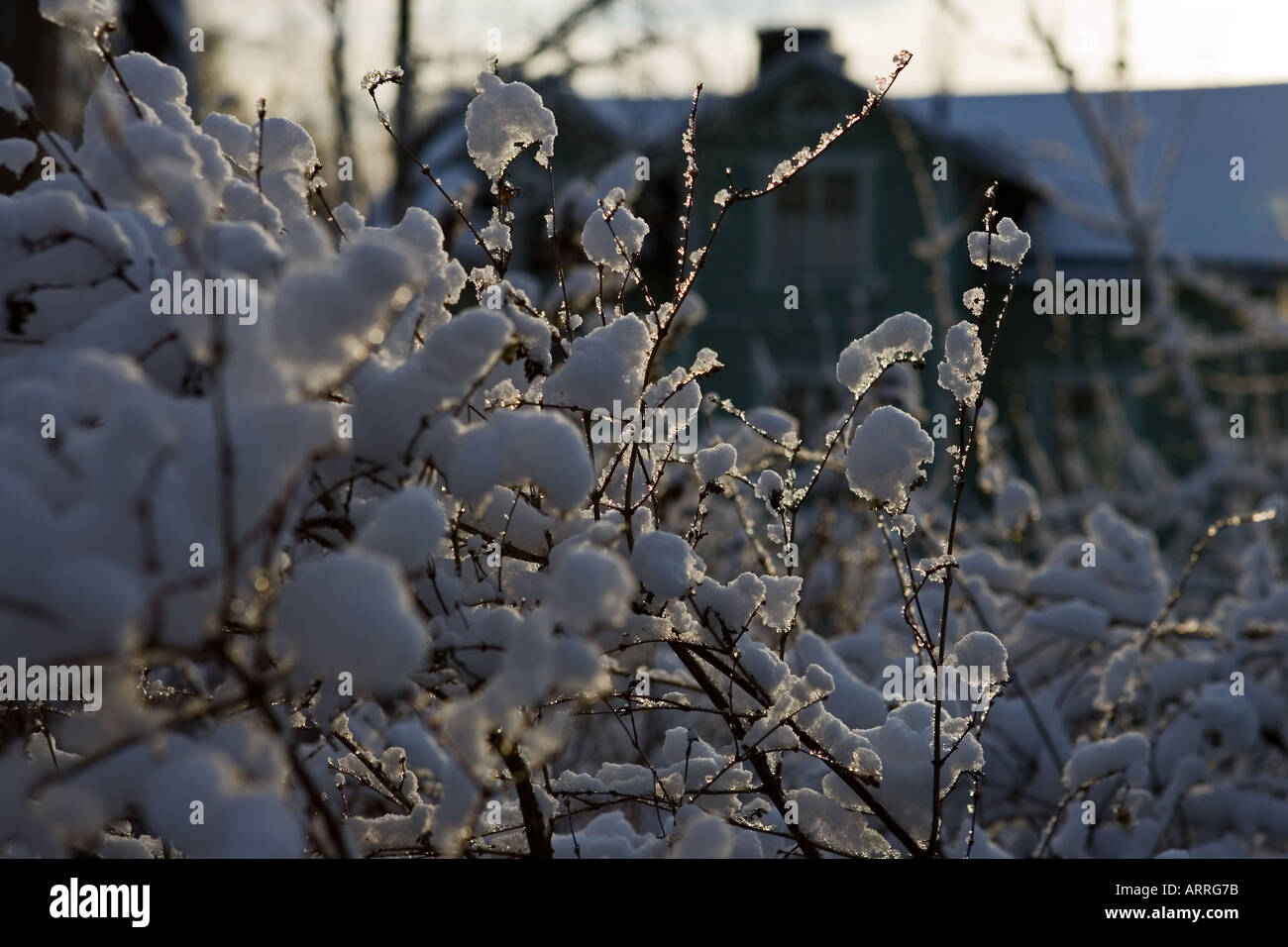 La neve come il cotone Foto Stock
