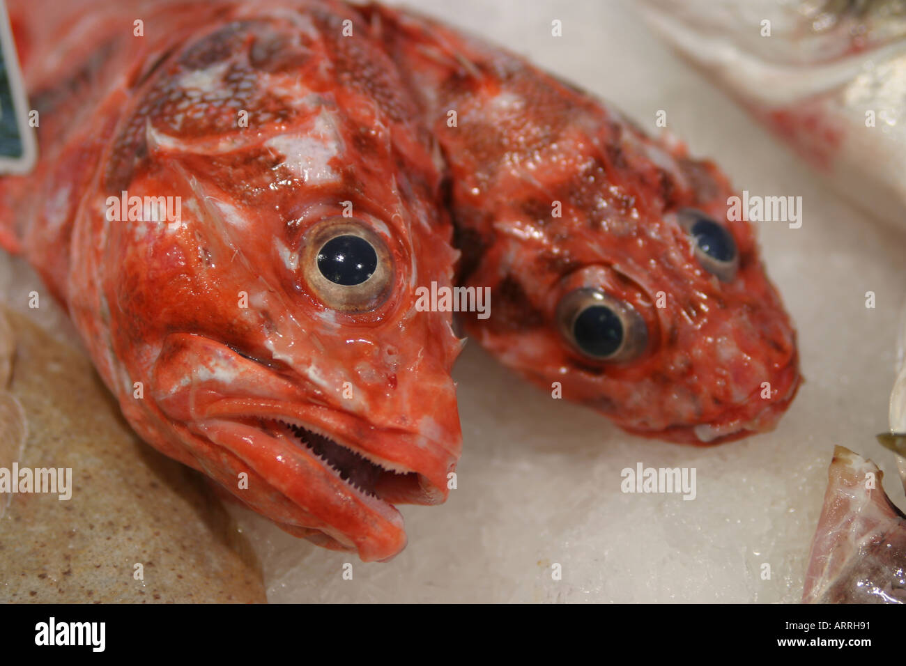 Un paio di rosso, i pesci morti sul ghiaccio in un negozio di pescivendoli Foto Stock