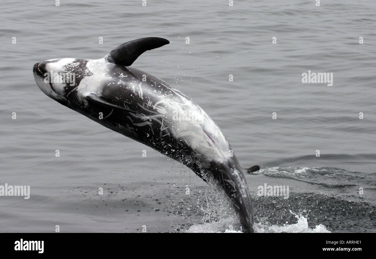 Risso dolphin saltando fuori dell'acqua Foto Stock