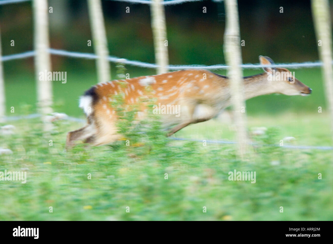 Cervi Sika, Cervus nippon, femmina o hind saltando attraverso la recinzione Foto Stock