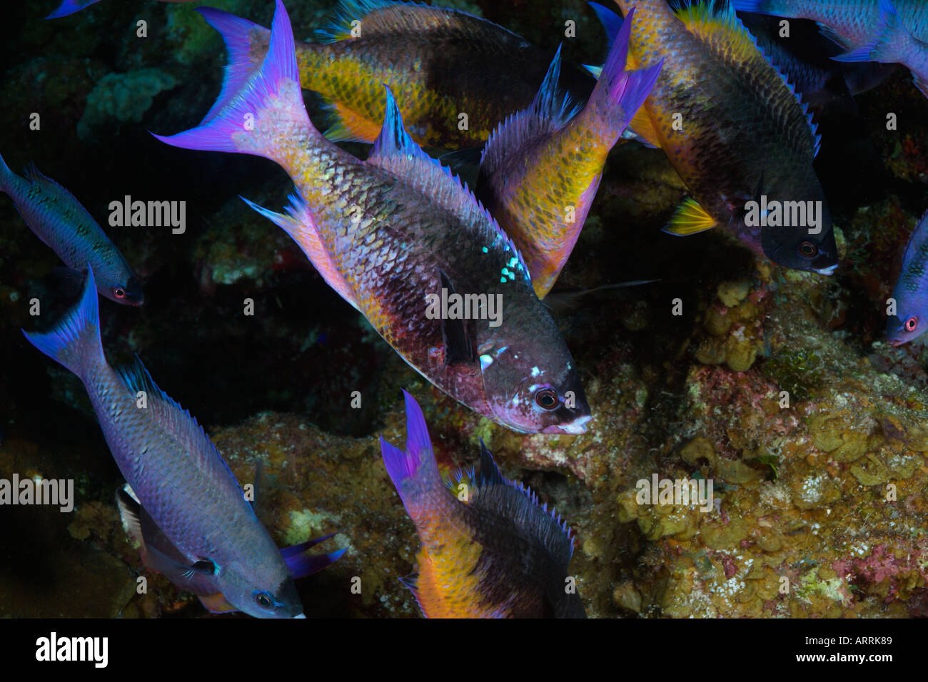 Nr0605D. Il creolo Wrasse, Clepticus parrae, riuniranno insieme in corrispondenza di una stazione di pulizia. Belize. Foto Copyright Brandon Cole Foto Stock