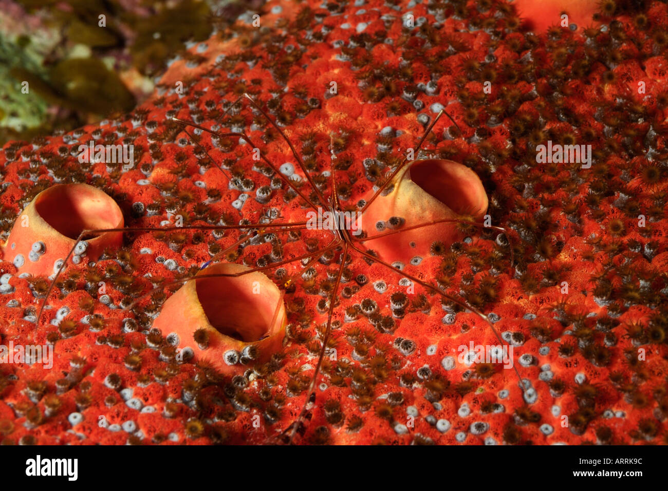 Nr0656D. Freccia Yellowline Granchio Stenorhynchus seticornis. Belize Mar dei Caraibi. Foto Copyright Brandon Cole Foto Stock