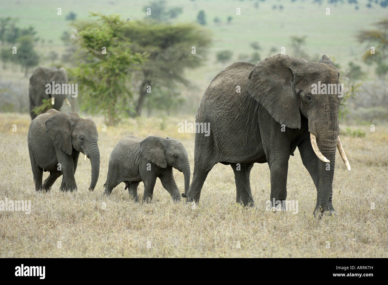 Cuccioli di elefante,un branco di elefanti africani con i cuccioli in estrema siccità volta Gennaio 2006,Serengeti,Tanzania Foto Stock