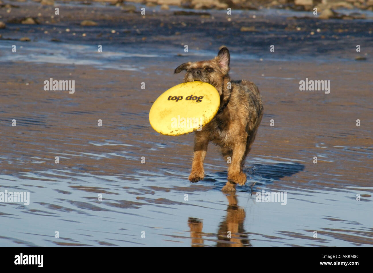 BORDER TERRIER CON FRISBEE Foto Stock