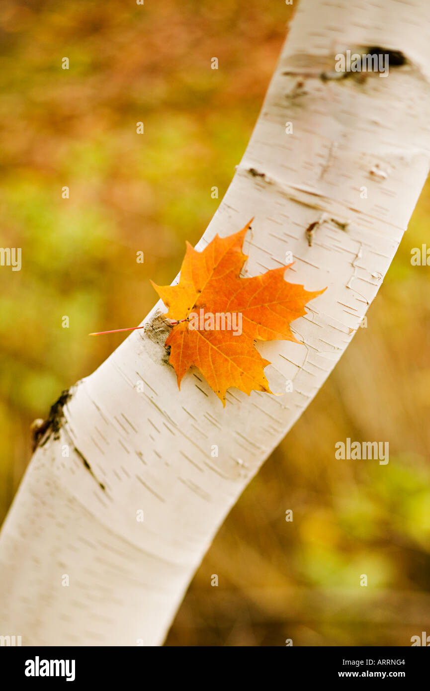 Maple Leaf su una bianca betulla Foto Stock