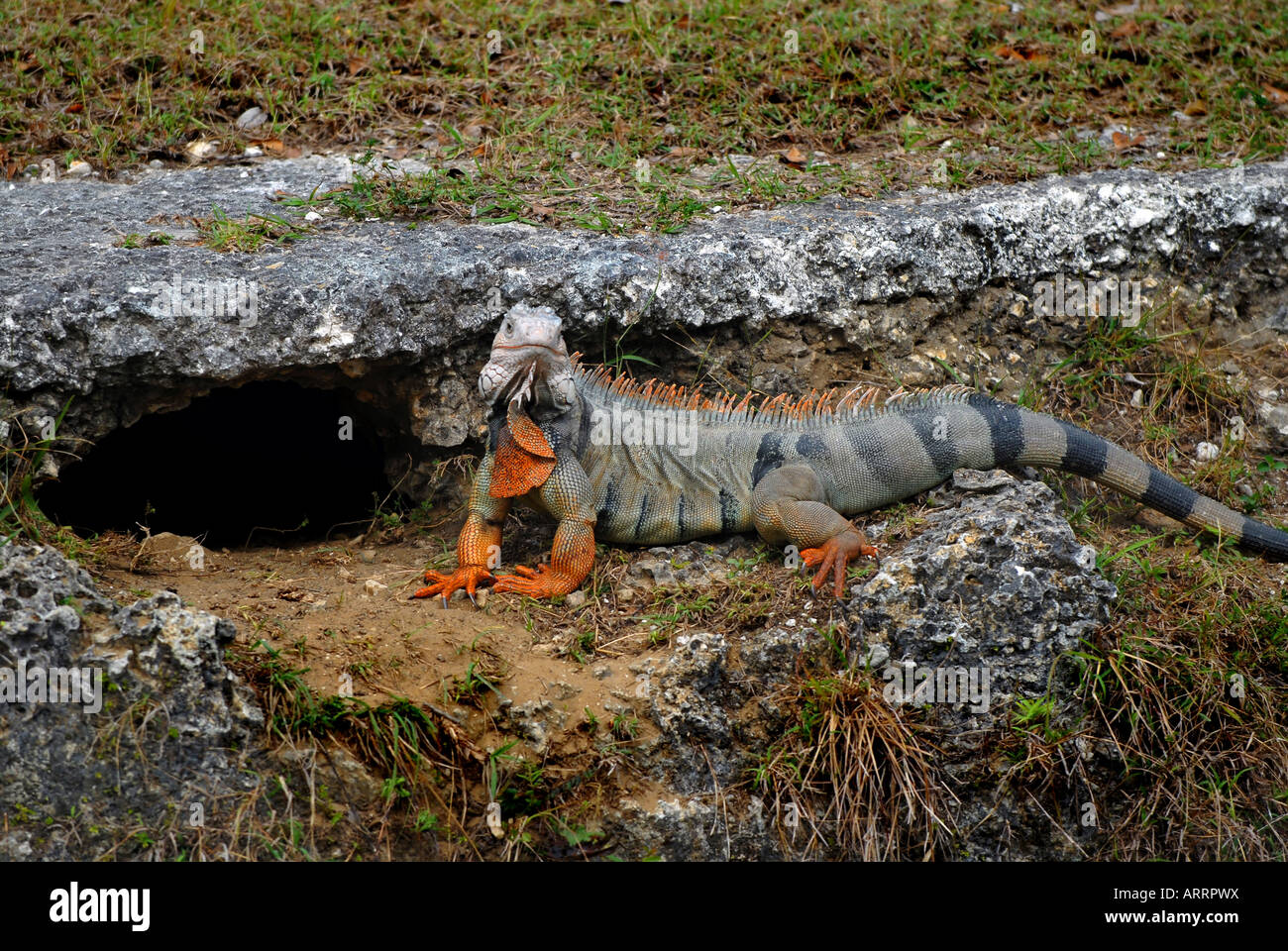 Iguana dalla grotta Foto Stock